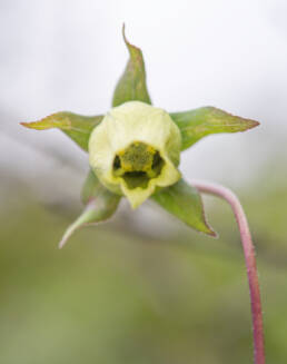 Arunachal plant (Codonopsis)