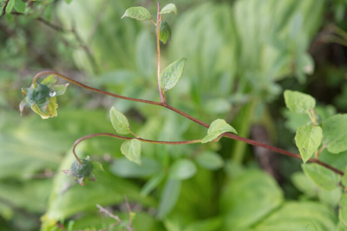 Arunachal plant (Codonopsis)