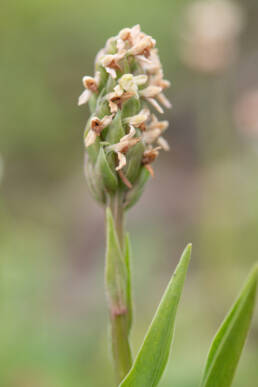 Arunachal plant (Orchidinae)