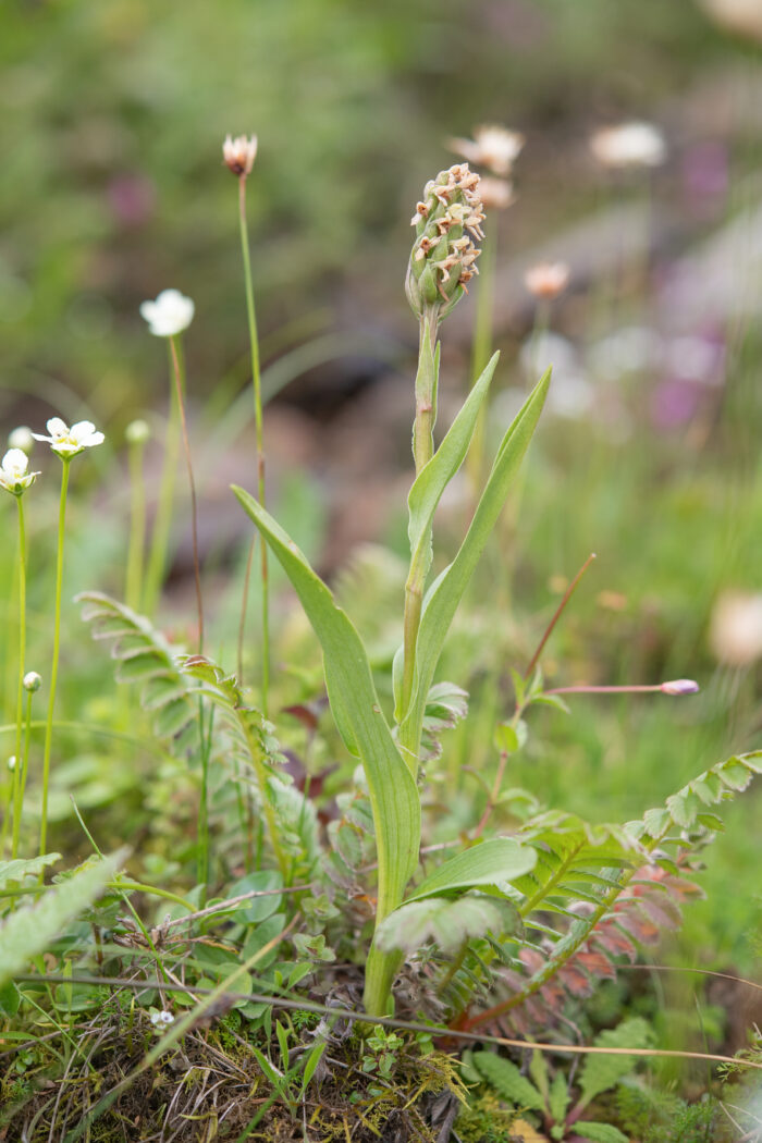 Arunachal plant (Orchidinae)