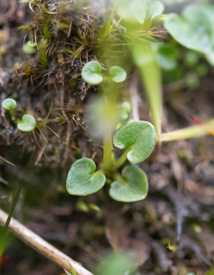 Arunachal plant (Parnassia)