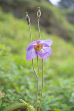 Meconopsis gakyidiana