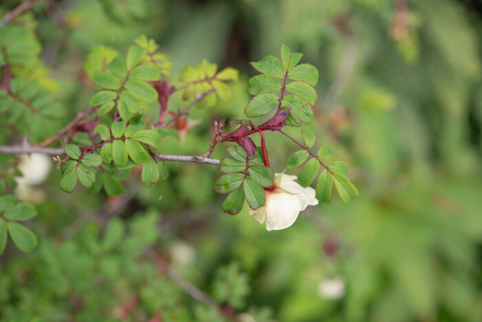 Silky Rose (Rosa sericea)