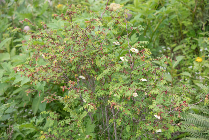 Silky Rose (Rosa sericea)