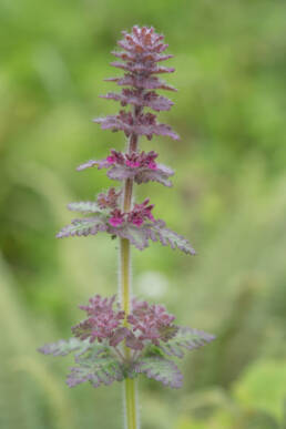 Arunachal plant (Pedicularis)