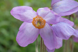 Meconopsis gakyidiana