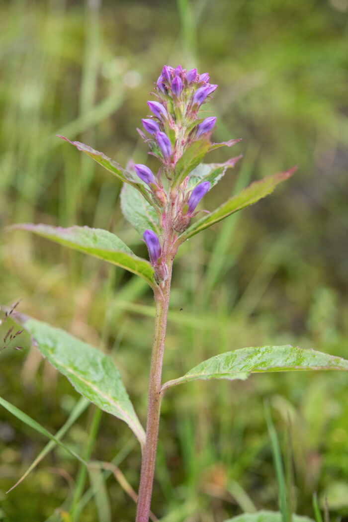 Arunachal plant (Lobelia)