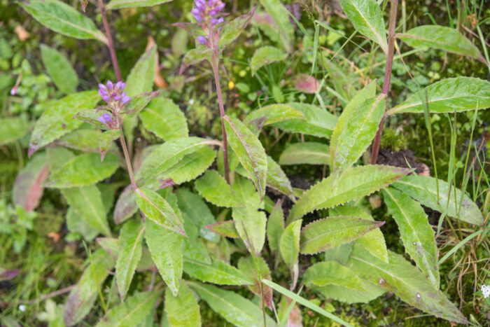 Arunachal plant (Lobelia)