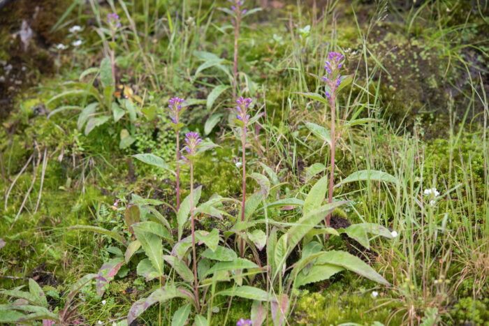 Arunachal plant (Lobelia)