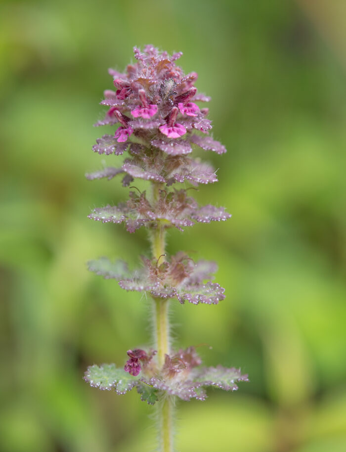 Arunachal plant (Pedicularis)