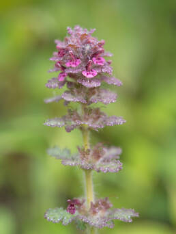 Arunachal plant (Pedicularis)