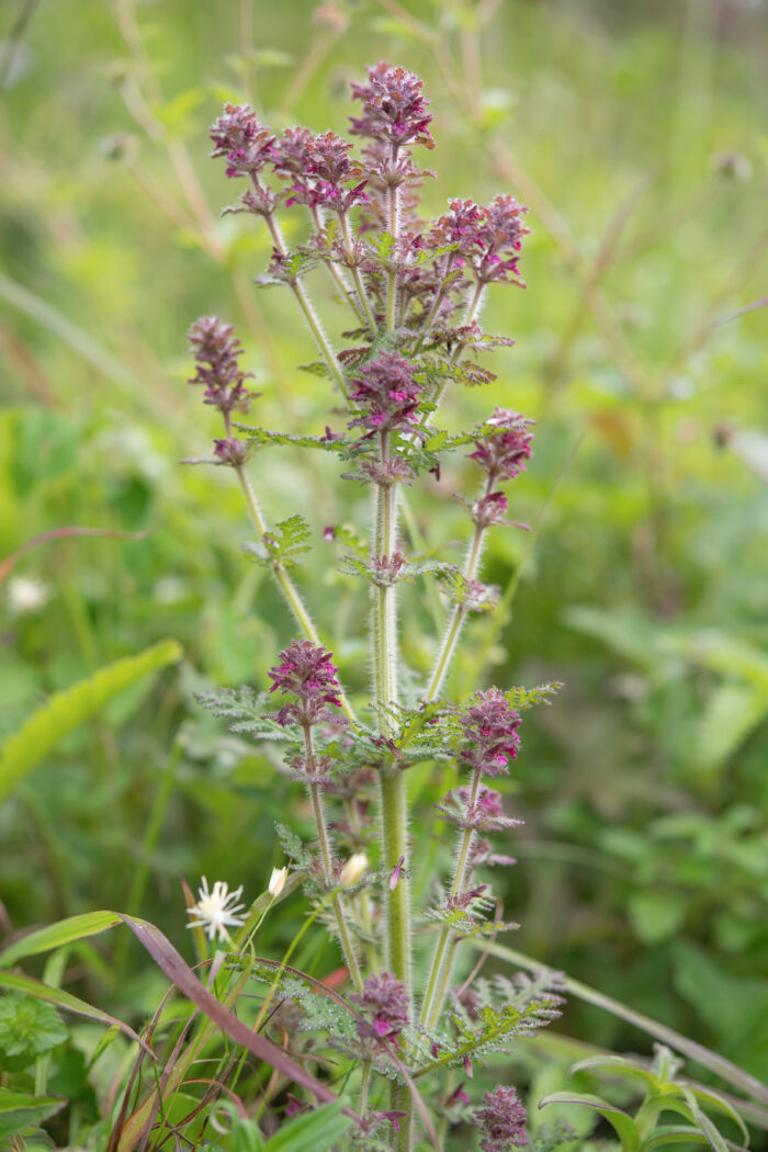 Arunachal plant (Pedicularis)