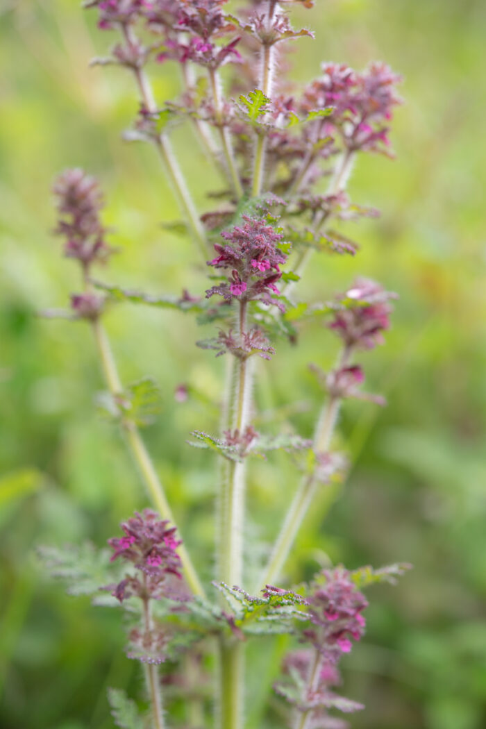 Arunachal plant (Pedicularis)