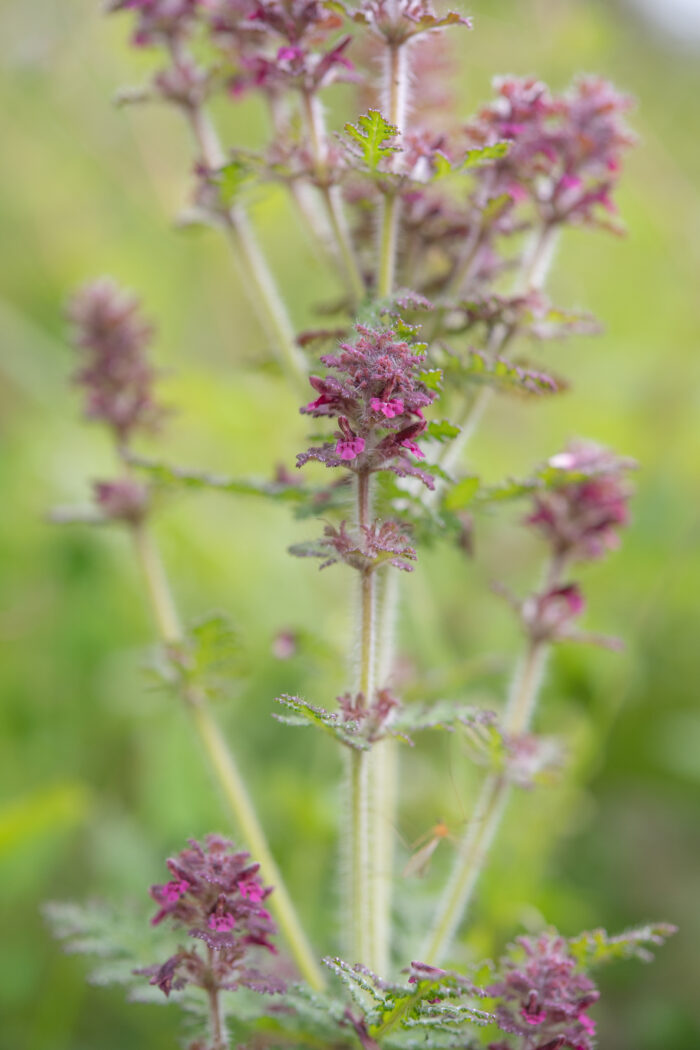 Arunachal plant (Pedicularis)