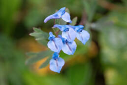 Arunachal plant (Corydalis)