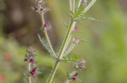 Arunachal plant (Pedicularis)