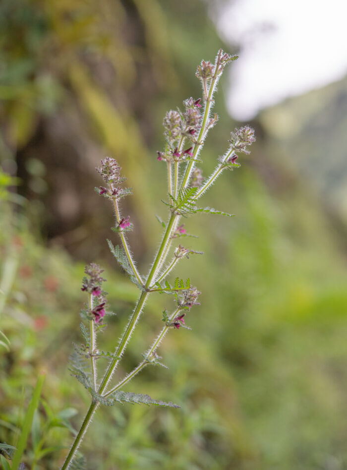 Arunachal plant (Pedicularis)