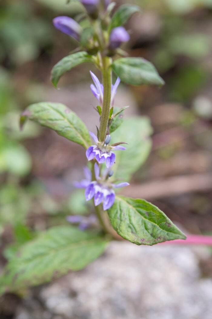 Arunachal plant (Lobelia)