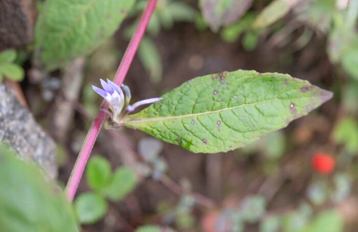 Arunachal plant (Lobelia)