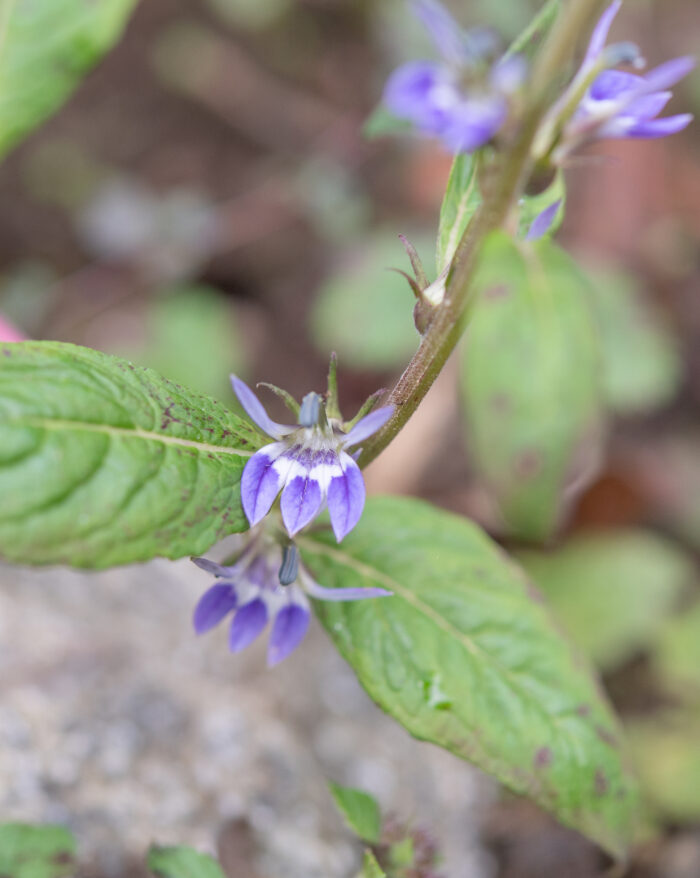 Arunachal plant (Lobelia)