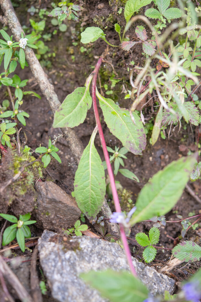 Arunachal plant (Lobelia)