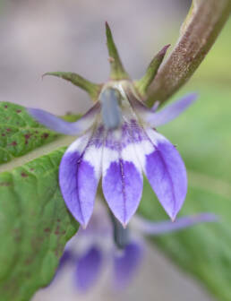 Arunachal plant (Lobelia)