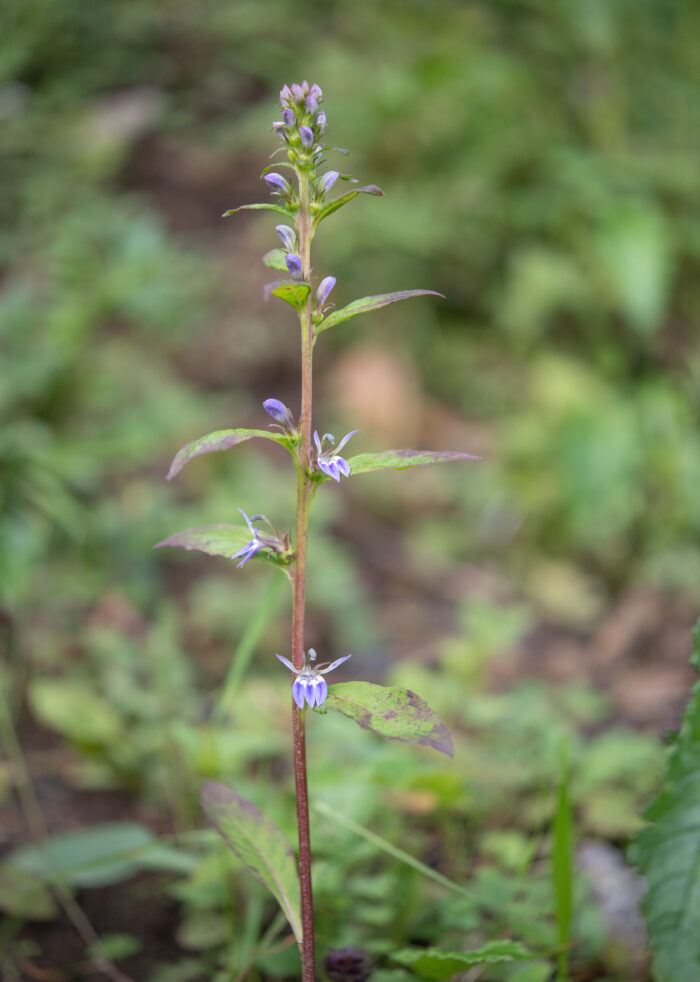 Arunachal plant (Lobelia)