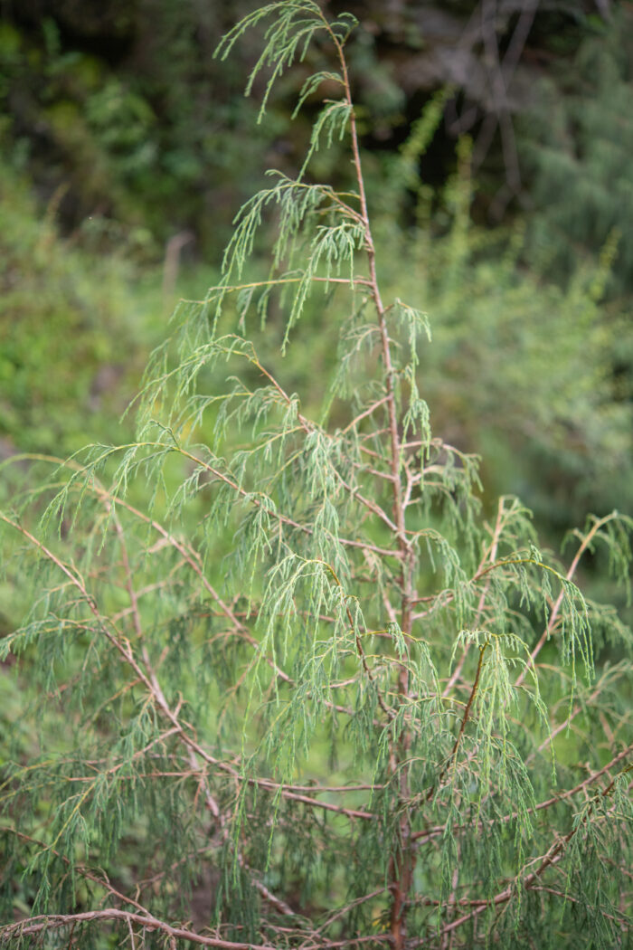 Arunachal plant (Juniperus)