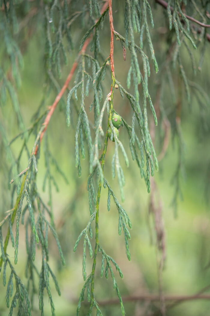 Arunachal plant (Juniperus)