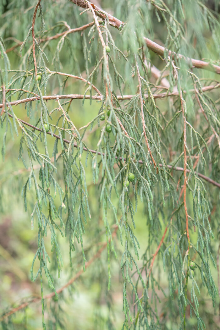 Arunachal plant (Juniperus)