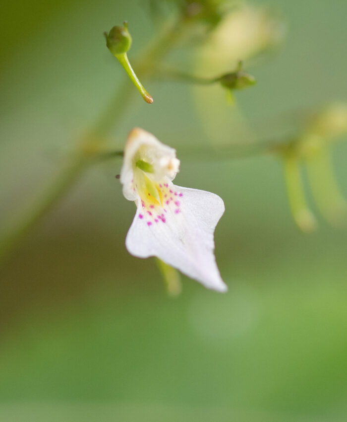 Impatiens radiata