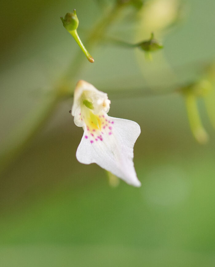 Impatiens radiata