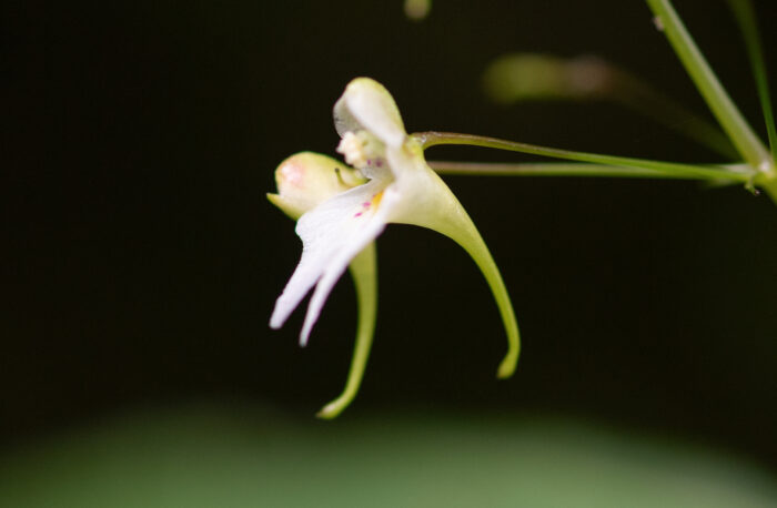 Impatiens radiata