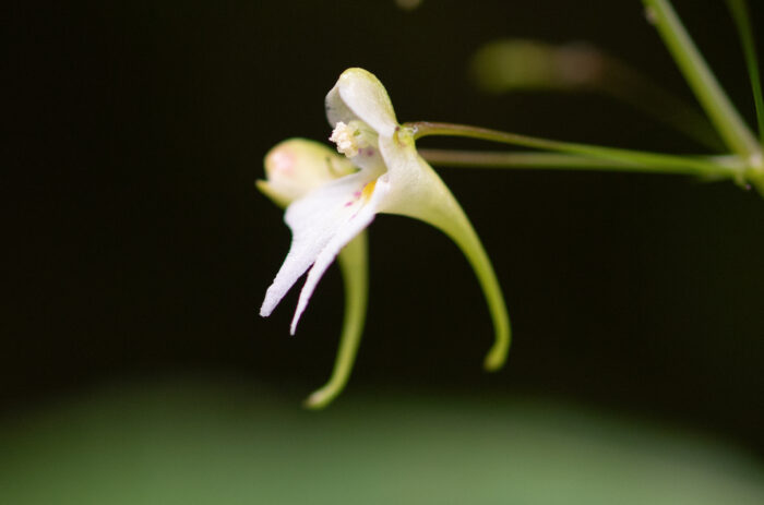 Impatiens radiata