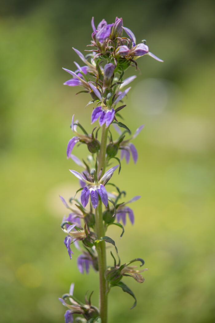 Arunachal plant (Lobelia)