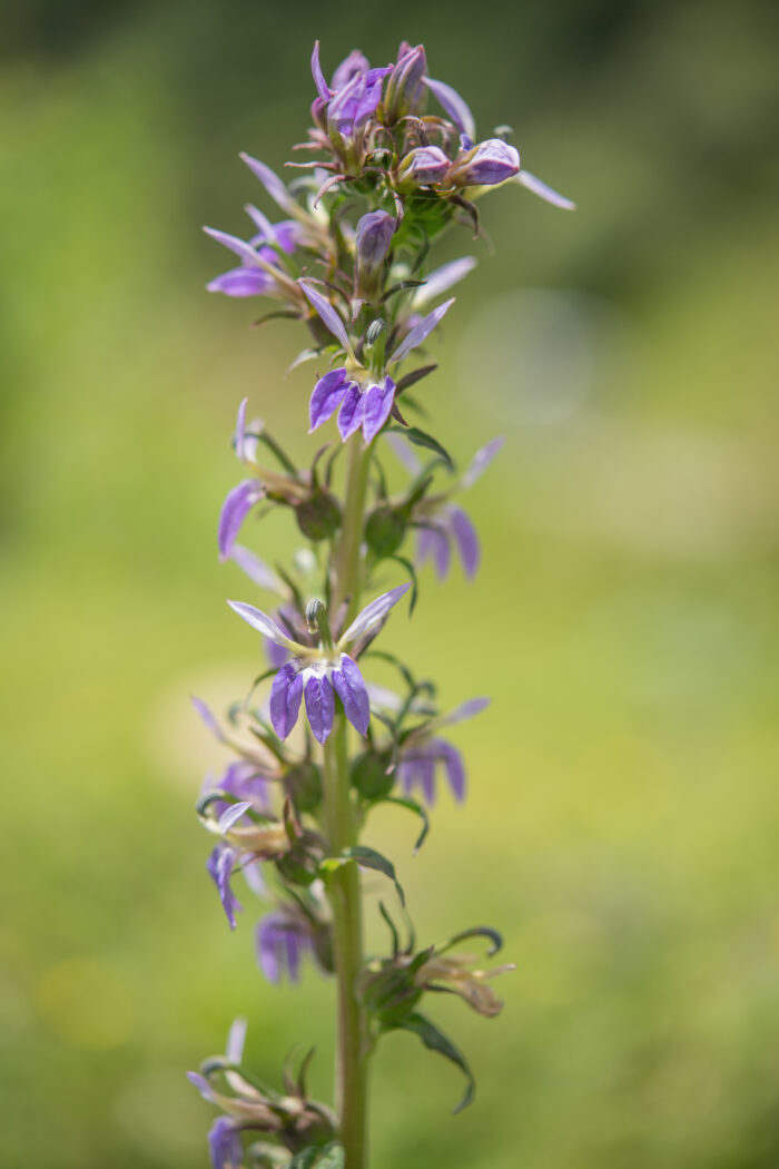 Arunachal plant (Lobelia)