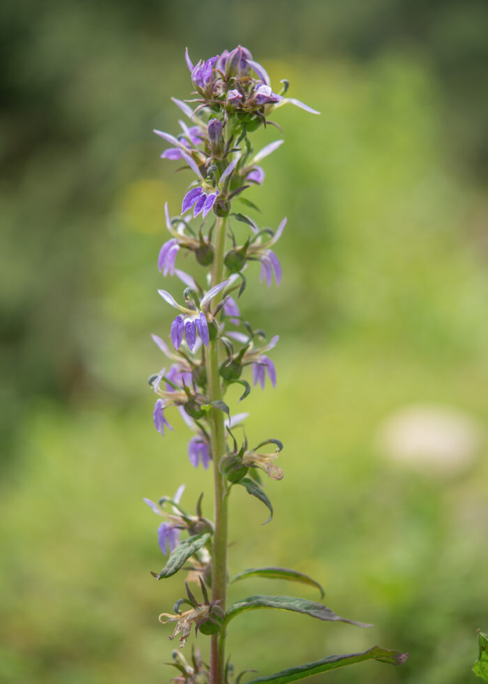 Arunachal plant (Lobelia)