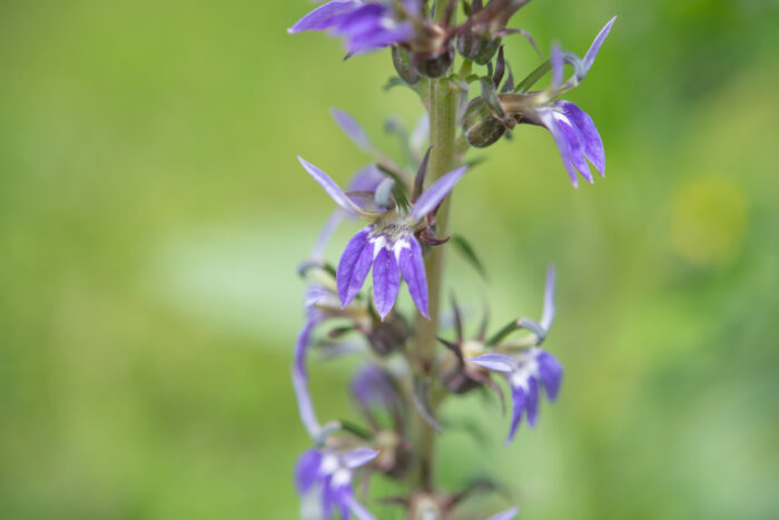 Arunachal plant (Lobelia)