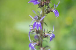 Arunachal plant (Lobelia)