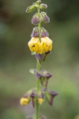 Salvia campanulata