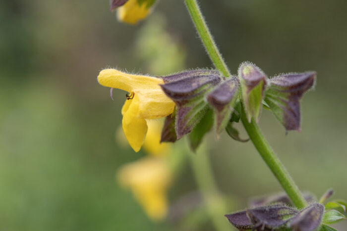 Salvia campanulata