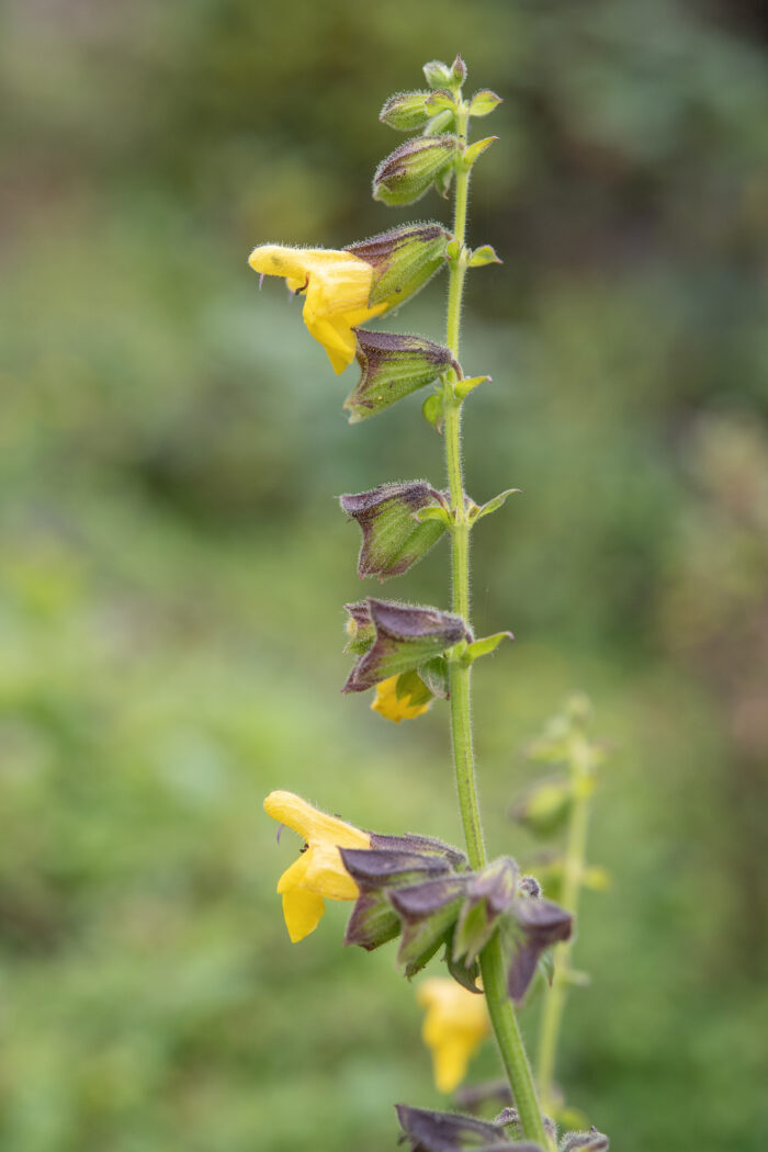 Salvia campanulata