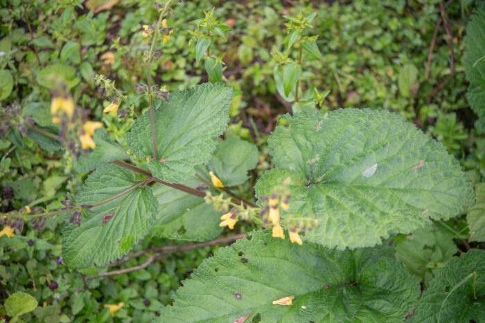 Salvia campanulata