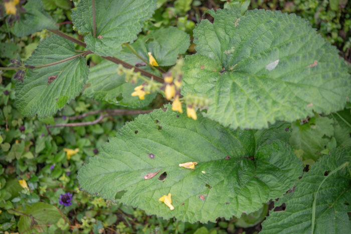 Salvia campanulata