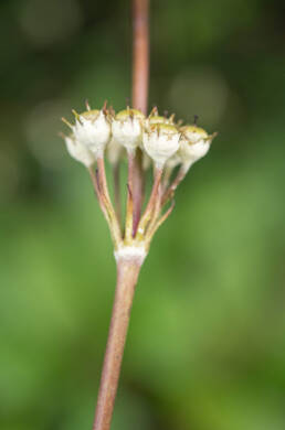 Arunachal plant (Primulaceae)