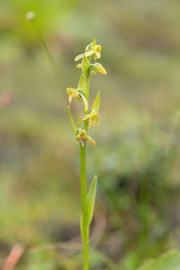 Arunachal plant (Orchidinae)