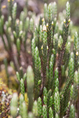 Arunachal plant (Cassiope)