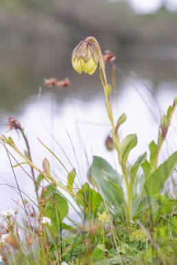 Cremanthodium indicum