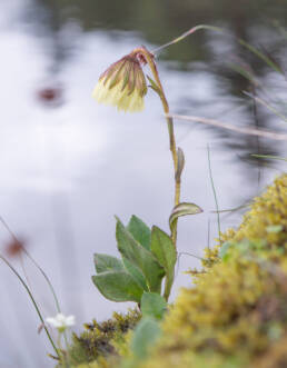 Cremanthodium indicum