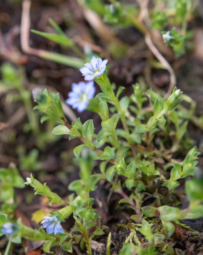 Arunachal plant (Gentiana)